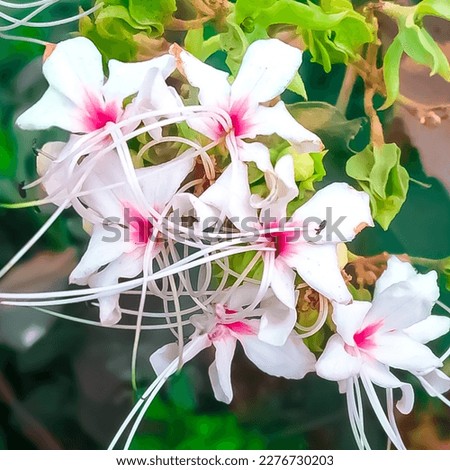 Junglee flower-white and pink flower -beautiful flower  Royalty-Free Stock Photo #2276730203