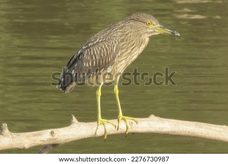 The Indian pond heron is brown is colour with stripes.