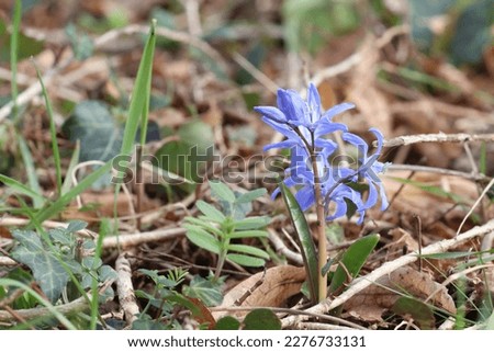 Fragile blue star flowers (Amsonia) close up. First spring blooms. Selected focus.