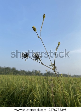 Reed grass is a type of grass that we often find on the side of roads and rice fields. As shown in the picture, weeds grow towering on the edge of the rice fields.