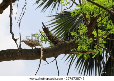 The picture shows a pigeon perched on a branch of a tree. The bird is facing to the right, with its head turned slightly to the left, as if it's looking at something in the distance. 