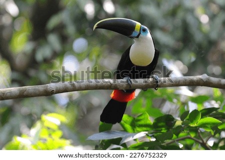 White-throated Toucan (Ramphastos tucanus) Perched on a Tree: A Near-passerine Bird in Ramphastidae Family