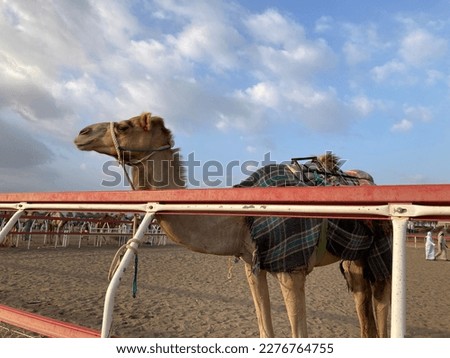Camel in Ibri in Oman