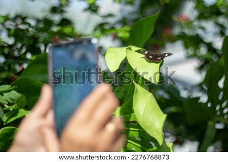 Someone taking a picture of a Butterfly on the phone