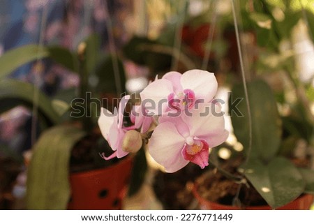 
beautiful orchids in the early morning, with fresh petals in the morning sunlight, soft bokeh background