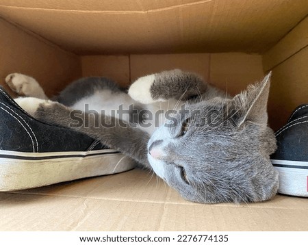cat with Gray and white colour sleeping with cute position in carton box. 