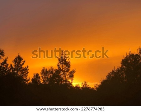 Bright orange sunset pictured over tree line in Florida