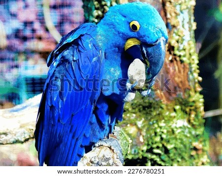 Amazing parrot bird pictures photography beautiful parrot Animas Wildlife