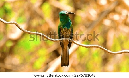 Amazing bird pictures beautiful bird photography  Animals Wildlife