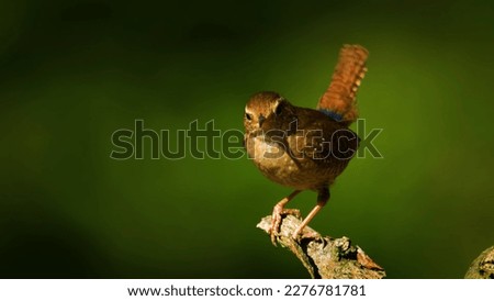 Amazing bird pictures beautiful bird photography Animals Wildlife