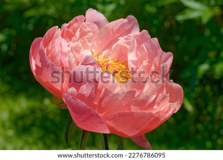 Paeonia 'Coral Charm' is a perennial plant with salmon flowers Royalty-Free Stock Photo #2276786095