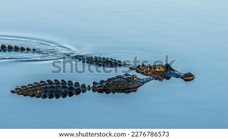 Courtship rituals of two American Alligators (Alligator mississipiensis) at the Venice Audubon Rookery in Vneice Florida USA Royalty-Free Stock Photo #2276786573
