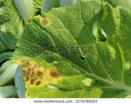 plant disease, leaf spot symptom on brassica leaf Royalty-Free Stock Photo #2276788203