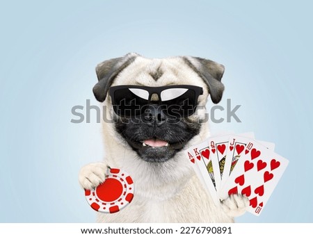 Funny pug dog player with glasses holds a full house card and a chip and plays poker in a casino. Win and luck, creative idea. Success, concept Royalty-Free Stock Photo #2276790891