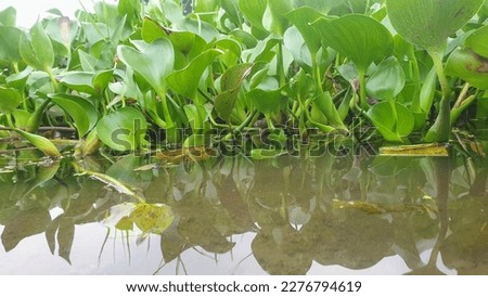 Pontederia crassipes, commonly known as common water hyacinth is an aquatic plant native to South America. Eichhornia crassipes Royalty-Free Stock Photo #2276794619