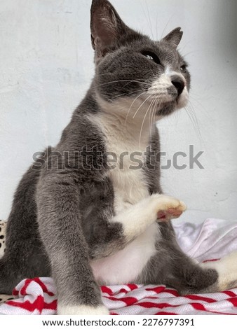 cat with Gray and white colour cleaning her self with cute pose and expression. 