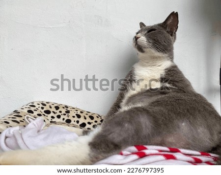 cat with Gray and white colour cleaning her self with cute pose and expression. 
