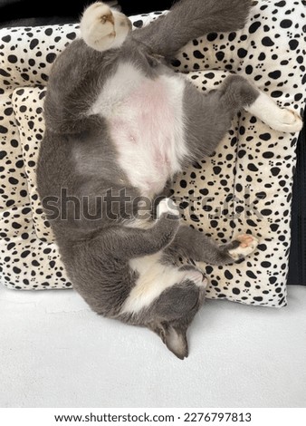 cat with Gray and white colour sleeping with cute position. Lie down with her belly facing up.