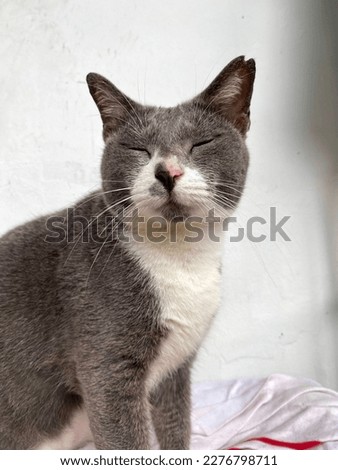 cat with Gray and white colour lie down on her mat with cute pose and expression.