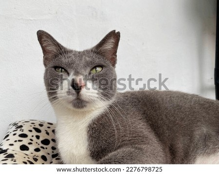 cat with Gray and white colour lie down on her mat with cute pose and expression.