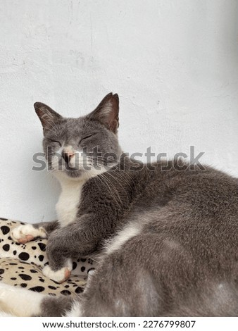 cat with Gray and white colour yawned and bared his fangs. Cute pose and expression.