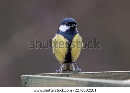 A Great tit (Parus major) perched on a table with a clean background.