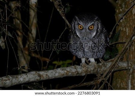 Detailed Photo of the Western Screech-Owl (Megascops kennicottii) in its Natural Habitat