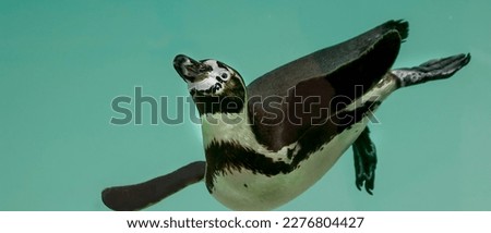 Adorable penguin (1)(animals in nature, wildlife)
