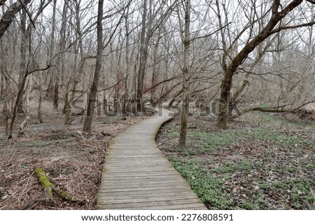 The old wood boardwalk trail in the forest on a cloudy day.