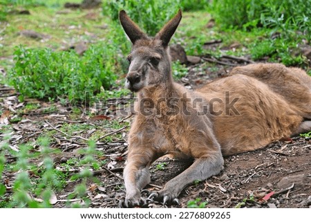 Kangaroos.Tasmania. Australia.Travel to Australia, on the island of Tasmania.