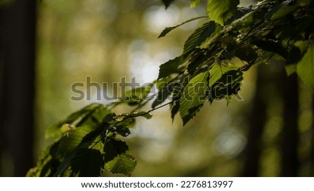 DECIDUOUS FOREST - Green leaves in the shadow