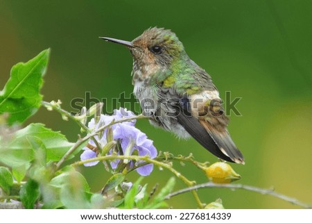 Detailed Photo of Rufous-crested Coquette Hummingbird (Lophornis delattrei) perched on a Flowering Branch