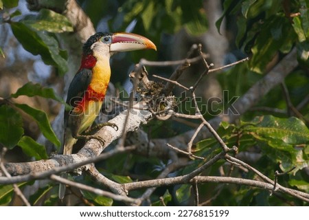 Detailed Photo of Curl-crested Aracari (Pteroglossus beauharnaesii) perched on a Tree Branch