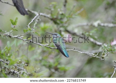 Detailed Photo of White-vented Violetear Hummingbird (Colibri serrirostris) perched on a Tree Branch