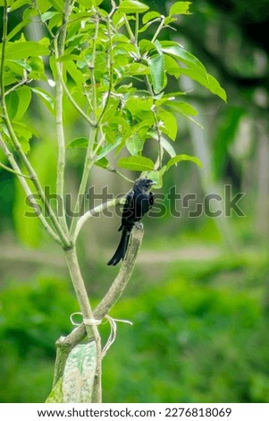 The black drongo (Dicrurus macrocercus) is a small Asian passerine bird of the drongo family Dicruridae. It is a common resident breeder in much of tropical southern Asia from southwest Iran.