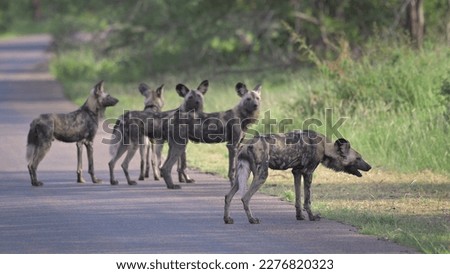 The African wild dogs (Lycaon pictus) Royalty-Free Stock Photo #2276820323