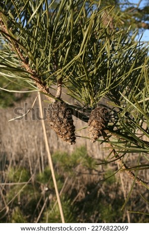 nature, mountains, forests, trees, sun, village, countryside, sky, firewood, Christmas tree, pine, cones, spring, forest