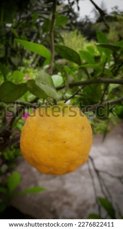 Best photo in the world 
Nich and good fruit 
Beautiful orange photo
Best orange picture