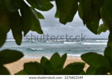 Scenic view of a sandy beach and blue sea framed by a window of plant leaves
