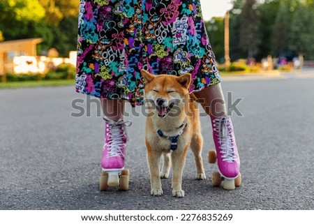 Shiba Inu dog stands between the legs of a girl in a bright dress and pink retro rollers