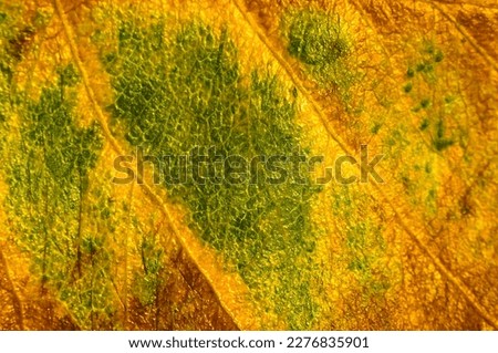 Macro photography of an autumn leaf for screensaver. 