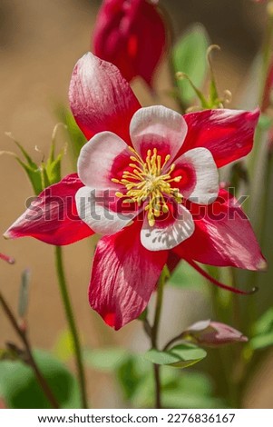 unusual flower with red and white blossom color and unusual shape Royalty-Free Stock Photo #2276836167