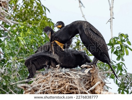 Close up of the feeding behavior of Double-crested Cormorants at their natural nest site. By opening its bill widely, the parent allows the chick to retrieve food as another chick watches. Royalty-Free Stock Photo #2276838777