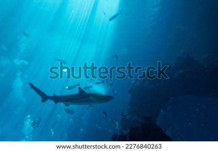 A shark stealthily swimming next to a shoal of fish in the deep blue sea and sunlight beams shining thru the seawater, in the mysterious and beautiful underwater world of inner space Royalty-Free Stock Photo #2276840263