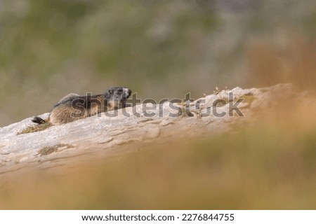 
the alpine marmot sitting in the mountains near the Grossglockner mountain in autumn
in the Austrian Alps in the Hohe Tauern mountains