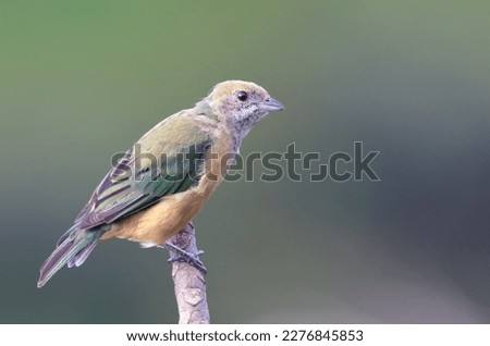 Female Burnished-buff Tanager (Stilpnia cayana) isolated, perched on the tip of a branch against a blurred background. Royalty-Free Stock Photo #2276845853