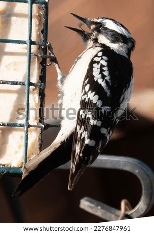 Woodpecker on a suet feeder                             