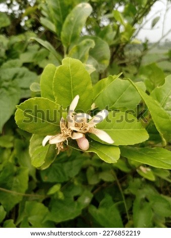 lemon blossom It has a sour type of lemon, its color is green when raw and yellow when ripe