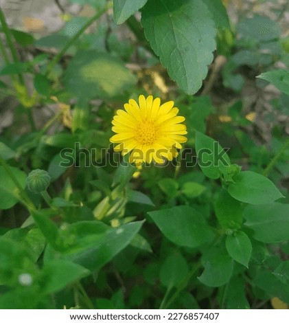 Field Marigold Calendula Arvensis beautiful flower