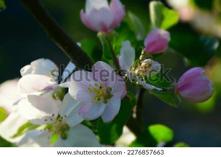 Pink apple blossoms in the garden in springtime. Stock Photo